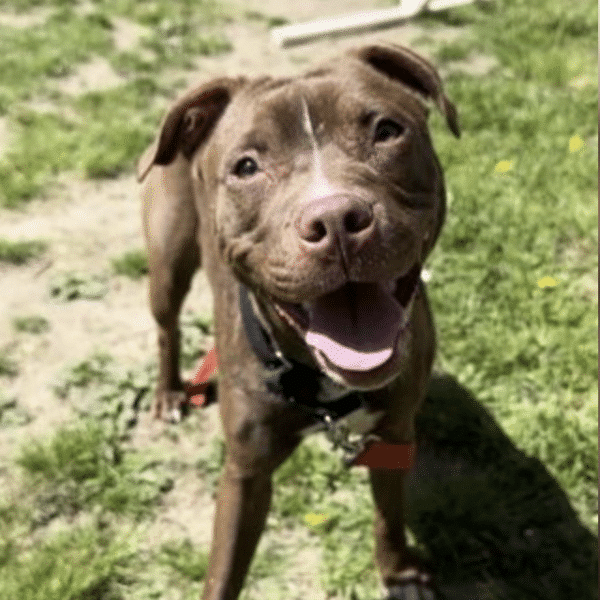 MIssy is a light brown terrier mixed breed available for adoption through the Humane Rescue Alliance in Washington, D.C. Here she is staring at the camera with a big smile!